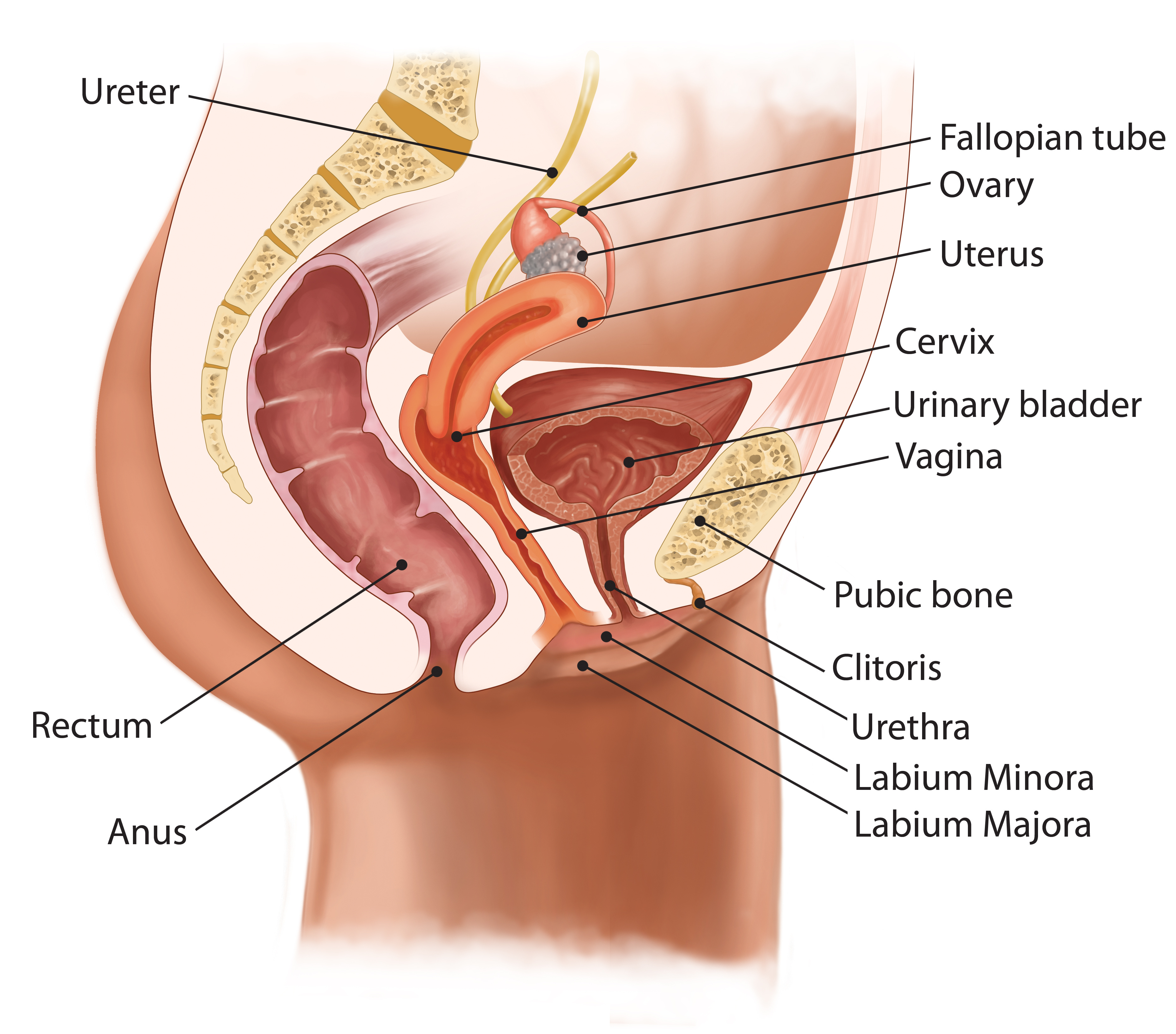 Мочевой пузырь анатомия у женщин и матка
