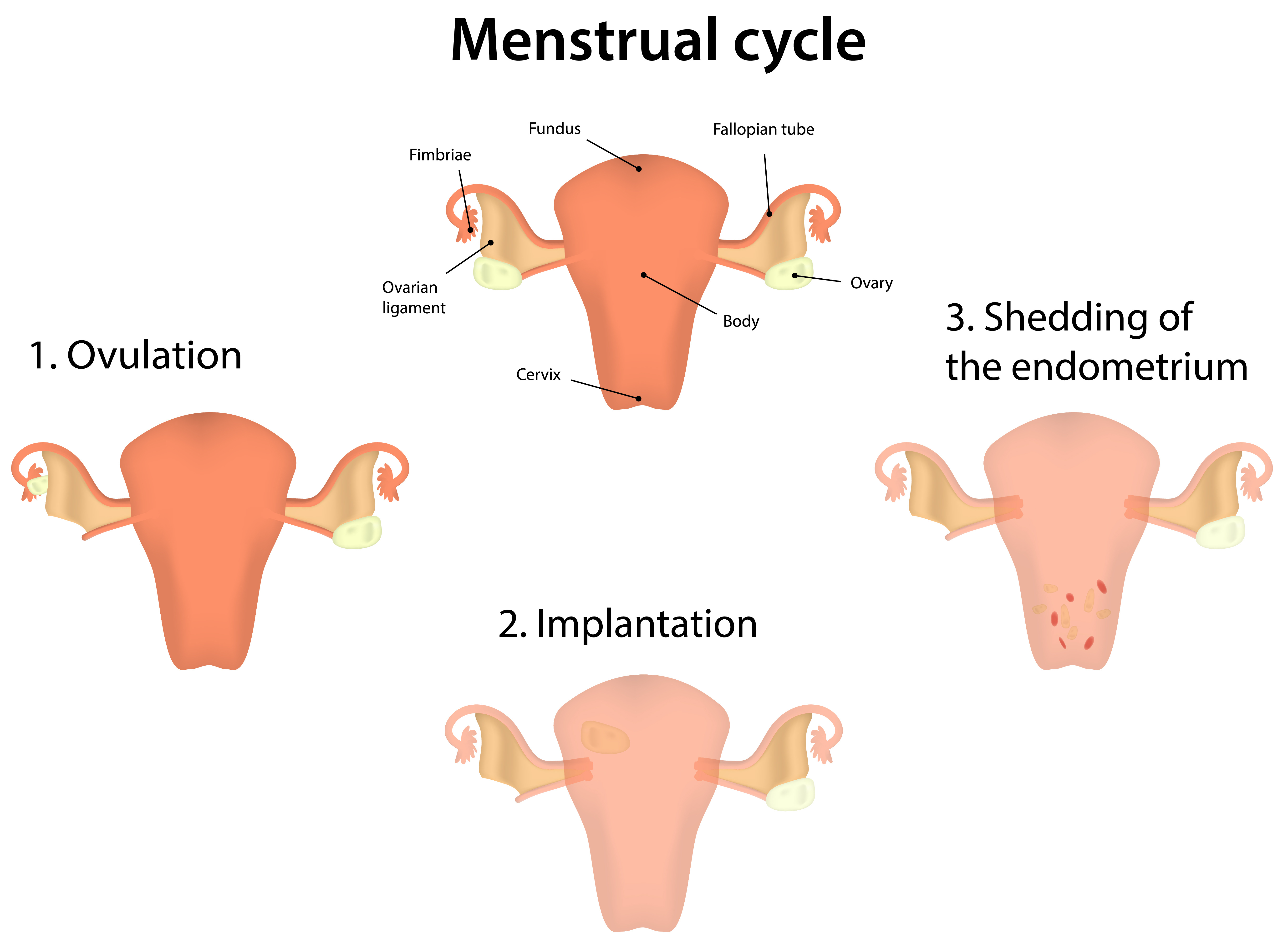 Natural Menstrual Cramp Remedies Severe Menstrual Cramp Treatment 